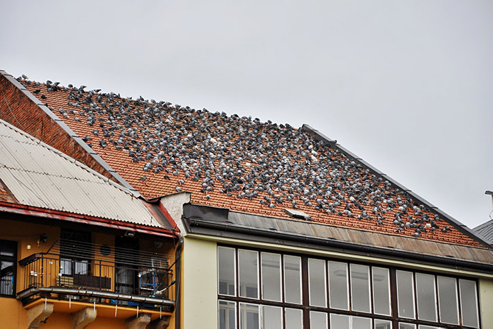A2B Pest Control are able to install spikes to deter birds from roofs in Newburn. 