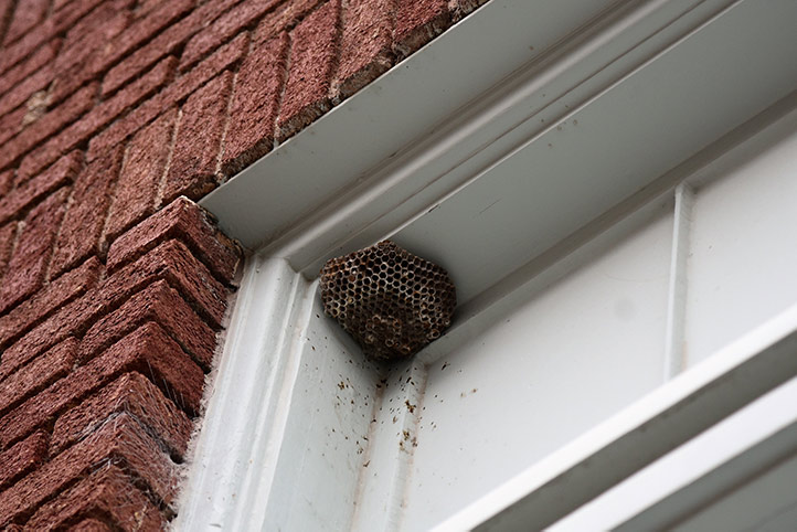 We provide a wasp nest removal service for domestic and commercial properties in Newburn.